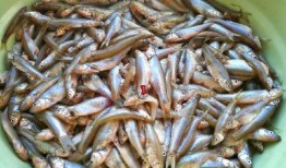 小鱼爱吃鱼最新爆料,最新爆料揭示娱乐圈惊人内幕